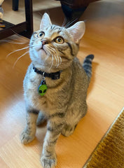 Alien | Kedi Köpek İsimlik