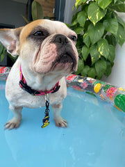 Gözlüklü Ördek | Kedi ve Köpek İsimlik