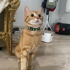 Vialli | Cat Collar