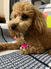 Karpuz Harf Künyeler | Kedi Köpek İsimlik