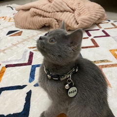 DisguiseX | Kedi Tasması