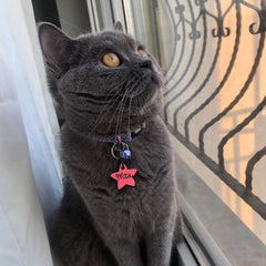 Flake | Cat Collar