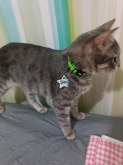 Alien | Cat Collar