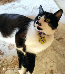 Limon Desenli Yıldız