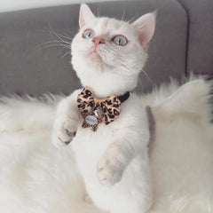 Leopard Yıldız | Kedi Köpek İsimlik