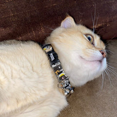 Pawty | Cat Collar