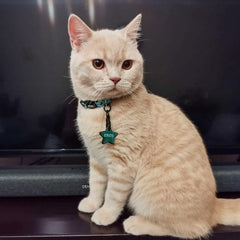 Expanse | Cat Collar