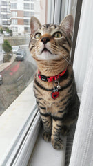 Elmo | Kedi ve Köpek İsimlik