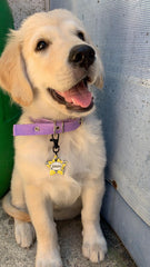 Limon Desenli Yıldız