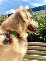 Karpuz Harf Künyeler | Kedi Köpek İsimlik