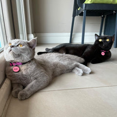 Fuschia | Cat Collar