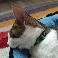 Dollar | Kedi Tasması