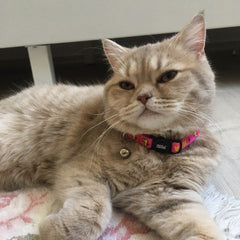 Pink Duck | Cat Collar