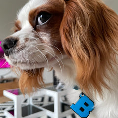 Mavi Neon Harf Künyeler | Tüm Harfler