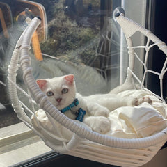 Blue | Kedi Tasması