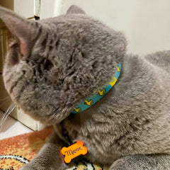 Blue Duck | Kedi Tasması