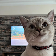 Festive | Cat Collar