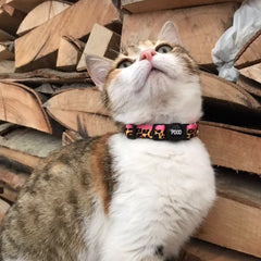 Leopard | Kedi Tasması