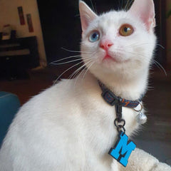 Mavi Neon Harf Künyeler | Tüm Harfler