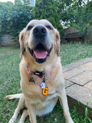 Gofret Harf Künyeler | Kedi Köpek İsimlik