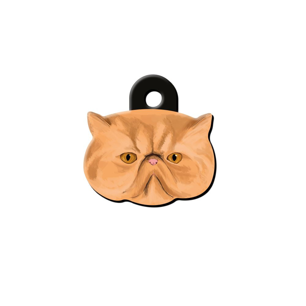 İran Kedisi Kedi Cinsleri TagsForever