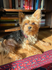 Kurabiye Adam | Yeni Yıl Serisi