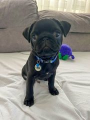 Nazar | Köpek Tasması