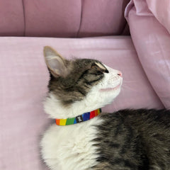 Rainbow | Cat Collar