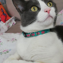 Donuts | Kedi Tasması