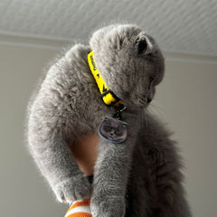 Flash | Cat Collar