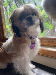 Flake | Köpek Tasması