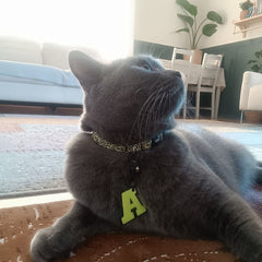 Yellow Loop | Cat Collar