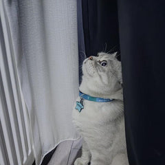 Blue | Kedi Tasması