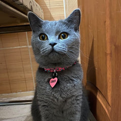 Pinky | Cat Collar