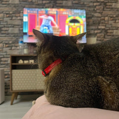 PolkaPop | Cat Collar