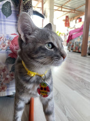 Ananas Tatilde | Kedi ve Köpek İsimlik