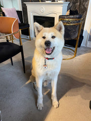 Akita Cinsi | Köpek İsimlik