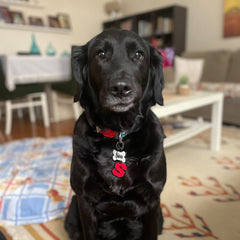 Lumi Kemik Fosforlu | İsimlik