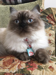 Kutup Ayısı | Kedi ve Köpek İsimlik