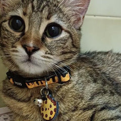 ChocoBite | Cat Collar