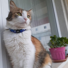 Nazar | Cat Collar