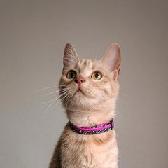 Zebra | Cat Collar