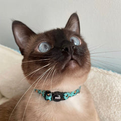 Expanse | Cat Collar