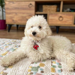 Kırmızı Hologram Harf Künyeler | Tüm Harfler