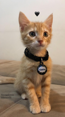 Altın Çizgi Desenli Yuvarlak | Kedi Köpek İsimlik