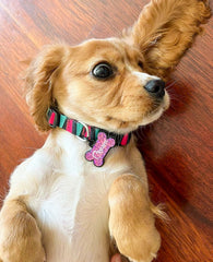 Colombia | Köpek Tasması