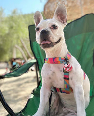 Lolipop 3 | Kedi Köpek İsimlik