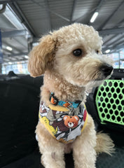 Erkek Ayıcık | İsimlik