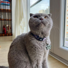 Flake | Cat Collar
