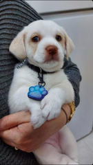 Mavi Uzay Desenli Pati